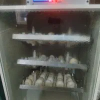 تخم نطفه دار صددرصدباجوجه گلین