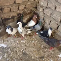 کفتر