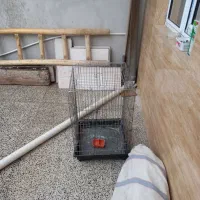 قفس ۱۰۳۳ سایز بزرگ|لوازم جانبی حیوانات|کرمانشاه, |دیوار