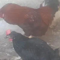 مرغ وخروس محلی تخم گذار