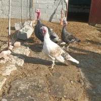 بوقلمون طبیعی وخروس طبیعی