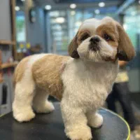 آرایشگر حیوانات اصلاح و شست و شوی سگ و گربه