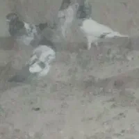 کفتر فروشی اصیل تیدی، کمانگر، گلدن