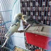 نیمه هلندی و اسپانگل زیر تخم