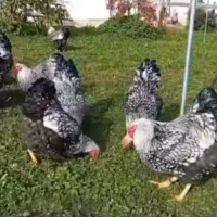 مرغ و خروس ویاندوت|حیوانات مزرعه|تهران, آبشار|دیوار
