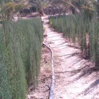 تولید و عرضه ی انواع نهال سرو ناز شیرازی، کاج و|خدمات باغبانی و درختکاری|خفر, |دیوار