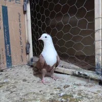 سرخ کله سفید