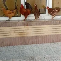 مرغ های محلی درجه یک تخم گذار