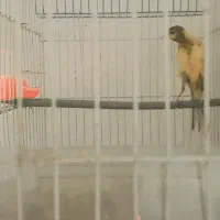 قناری یک سر جیور معاوضه چهارگل