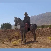 نریون چهار سال پرخون دمگیر|اسب و تجهیزات اسب‌سواری|خانمیرزا, |دیوار