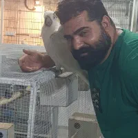 کاکادو بیگ سایز