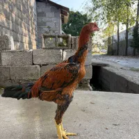 جوجه خروس لاری دانگ بالا|حیوانات مزرعه|رشت, بیجارپس|دیوار