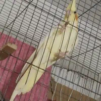 یه جفت پرنده مولد واقعی
