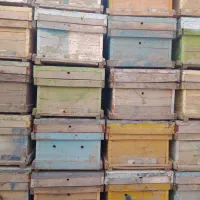 کندو خالی زنبور عسل، قاب