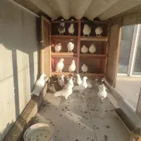 کبوتر|پرنده|شیرگاه, |دیوار