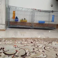 قفس پران بزرگ شیرازی قیمت مفت