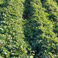 نهال کاماروس و سابرینا