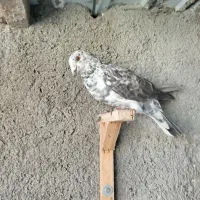 کفتر کبوتر سوسکی بزک آلمانی