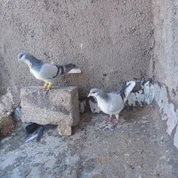 کبوتره جفتی پرشی