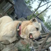 سگ سرابی نرذات قدیم