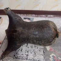 هیزه