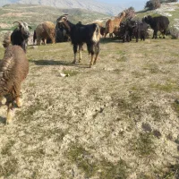 بز خشک|حیوانات مزرعه|دهدشت, |دیوار