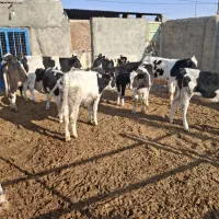 گوساله|حیوانات مزرعه|فیروزه, |دیوار