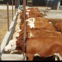 دنیای گوساله استان گلستان