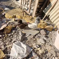 مرغ و خروس مینیاتوری|حیوانات مزرعه|مشکین‌دشت, |دیوار