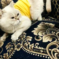 گربه بریتشین|گربه|فردیس, منظریه|دیوار