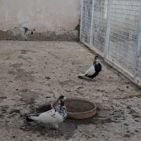 نرماده شالنگ سیاه عتیقه