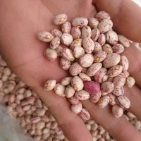 لوبیا‌چیتی‌دست‌چین