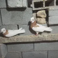 طوقی سپیدان|پرنده|سپیدان, |دیوار