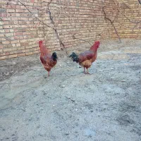 خروس محلی|حیوانات مزرعه|نوشین شهر, |دیوار