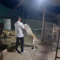 سگ گله ای|سگ|تربتحیدریه, یحیی آباد|دیوار