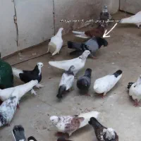 کبوتر جهت برکت|پرنده|رشت, امین الضرب|دیوار