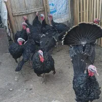 بوقلمون نر و ماده