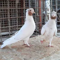 ماهرو  سفید مهر  کمیاب