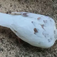 کبوتر