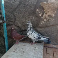 کفتر کاشونی سرخ|پرنده|نجفآباد, کهریزسنگ|دیوار