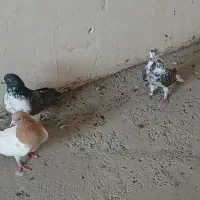 سوسگی