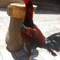 خروس لاری افغان