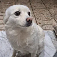 سگ پامرین|سگ|اندیشه, اندیشه فاز ۲|دیوار