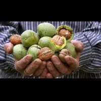 نهالستان برتر