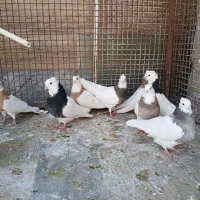 فروش ۹ عدد طوقی