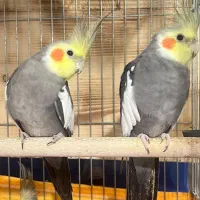 طوطی عروس هلندی