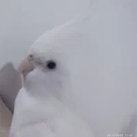 عروس هلندی نر و ماده