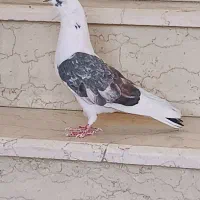 کبوتر نر کپکی