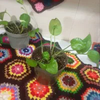پتوس|گل و گیاه طبیعی|اهواز, کوی مهدیس|دیوار