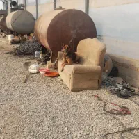 سگ ژرمن ماده|سگ|کرج, شهرک سهرابیه|دیوار